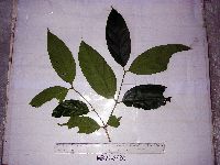 Image of Syzygium gonatanthum