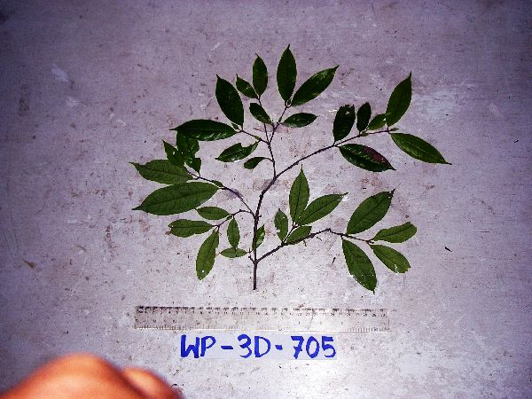 Syzygium longipes image