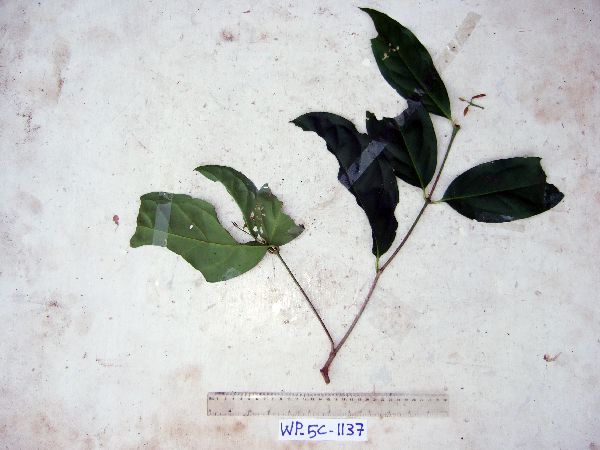 Syzygium gonatanthum image