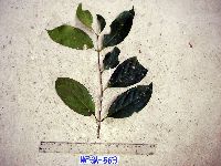 Syzygium gonatanthum image