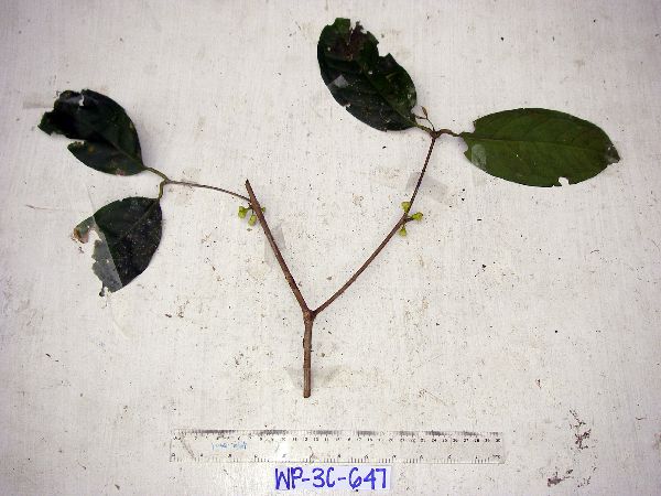 Syzygium gonatanthum image