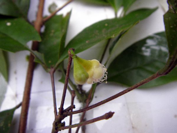 Syzygium hylophilum image