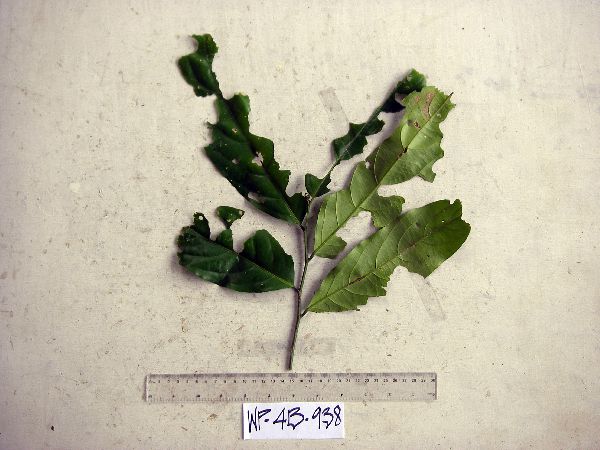 Galearia celebica image