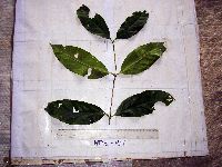 Syzygium gonatanthum image