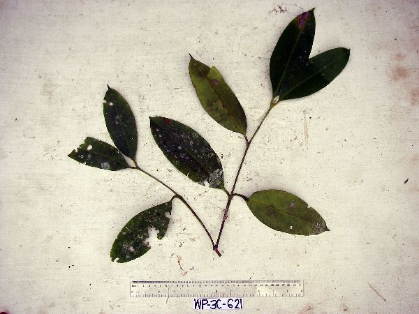 Syzygium furfuraceum image