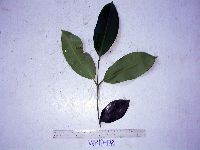 Syzygium furfuraceum image