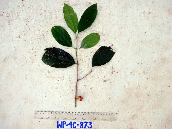 Syzygium gonatanthum image