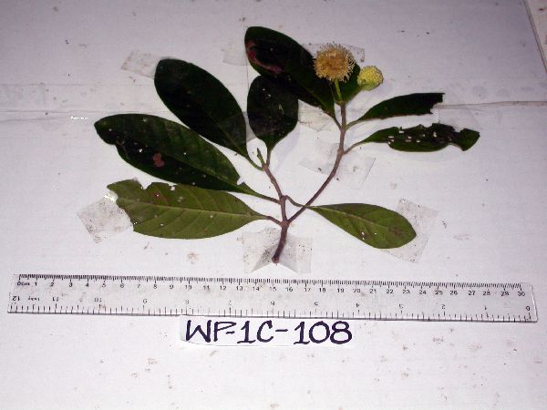 Neonauclea obversifolia image