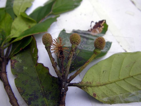 Neonauclea obversifolia image
