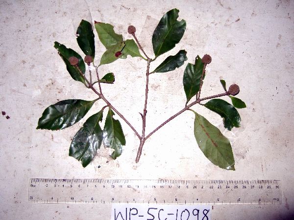 Neonauclea obversifolia image