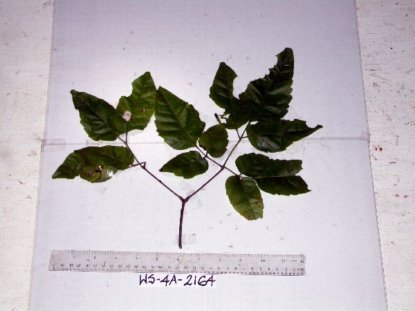 Petraeovitex image