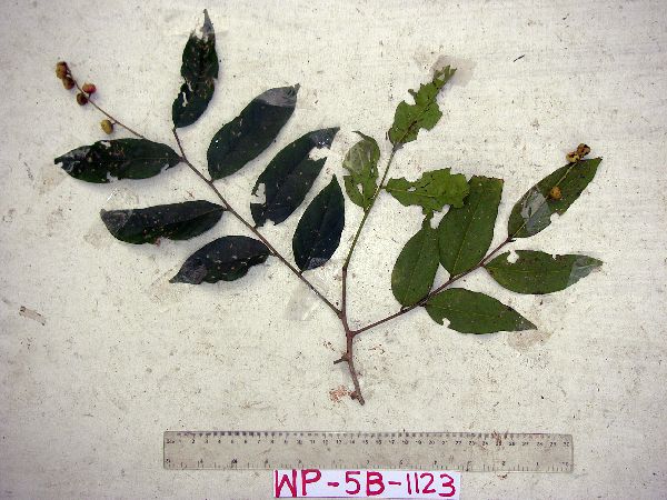 Phyllanthus clamboides image