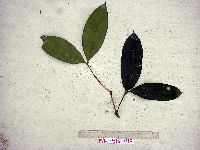 Syzygium furfuraceum image