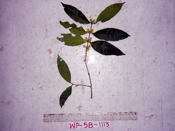 Chionanthus brassii image