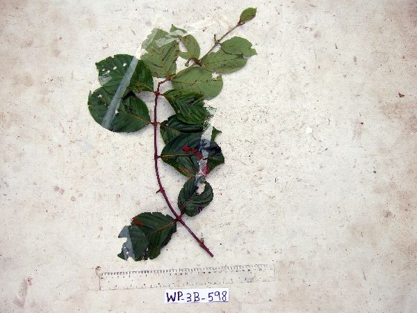 Uncaria lanosa var. appendiculata image