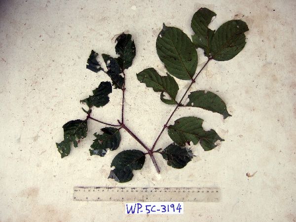 Uncaria lanosa var. appendiculata image