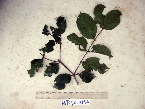 Uncaria lanosa image