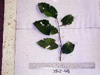 Image of Prunus schlechteri