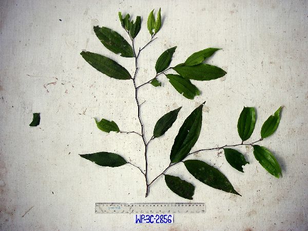 Ziziphus angustifolia image