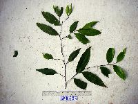 Image of Ziziphus angustifolia