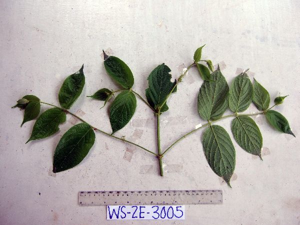 Uncaria nervosa image