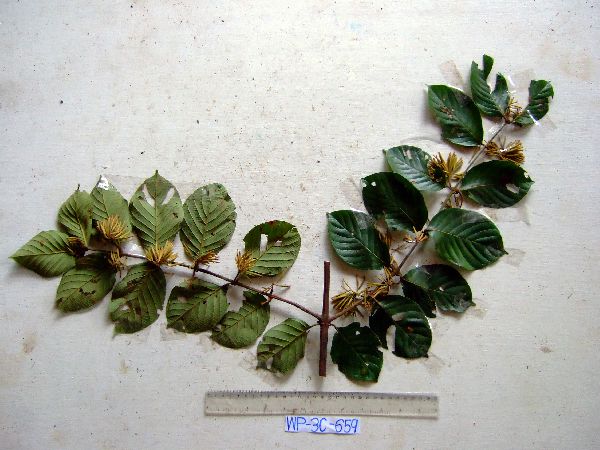Uncaria lanosa var. appendiculata image