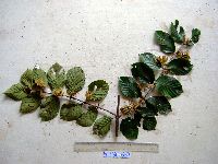 Uncaria lanosa var. appendiculata image