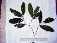 Ziziphus angustifolia image