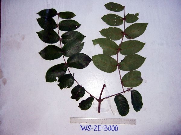 Uncaria nervosa image