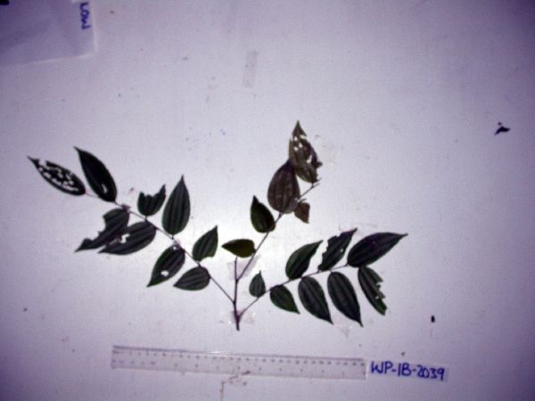 Ziziphus djamuensis image