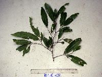 Ziziphus angustifolia image