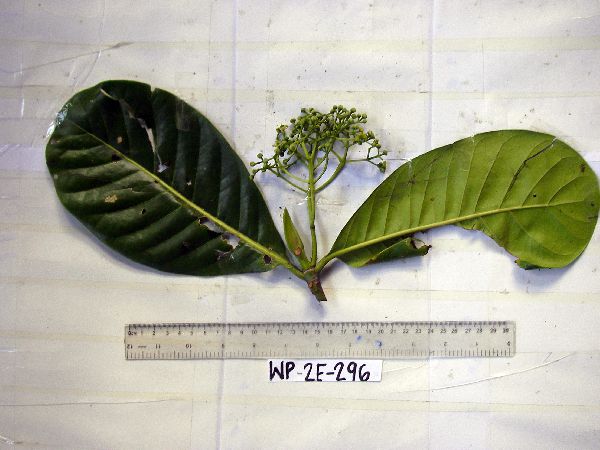 Mastixiodendron pachyclados image