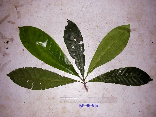 Mastixiodendron image