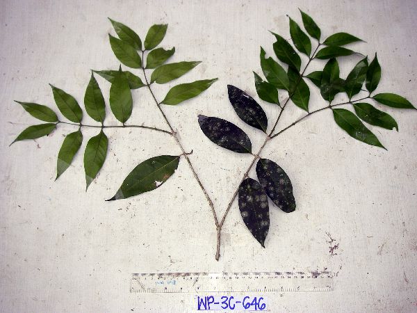 Chionanthus sessiliflorus image