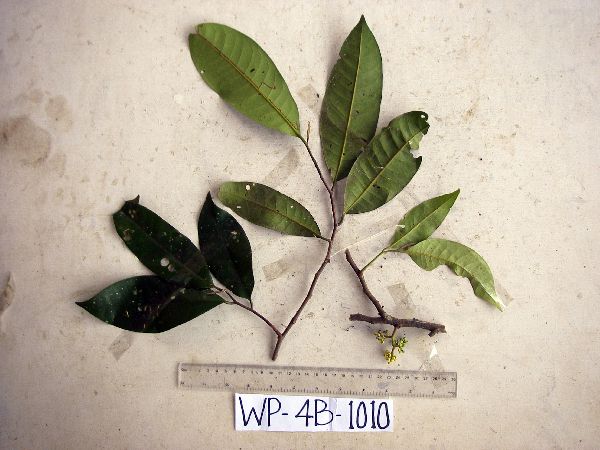 Horsfieldia basifissa image