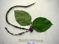 Ficus pungens image