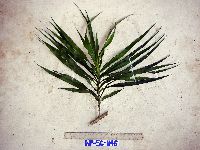 Image of Dracaena angustifolia