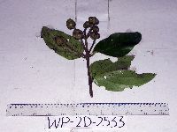 Image of Coelospermum salomoniense