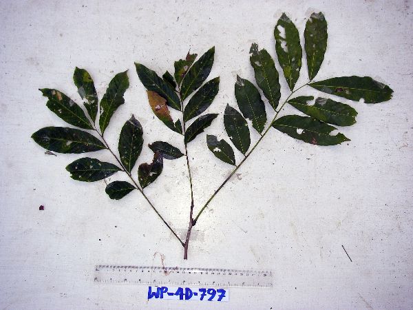 Harpullia arborea image