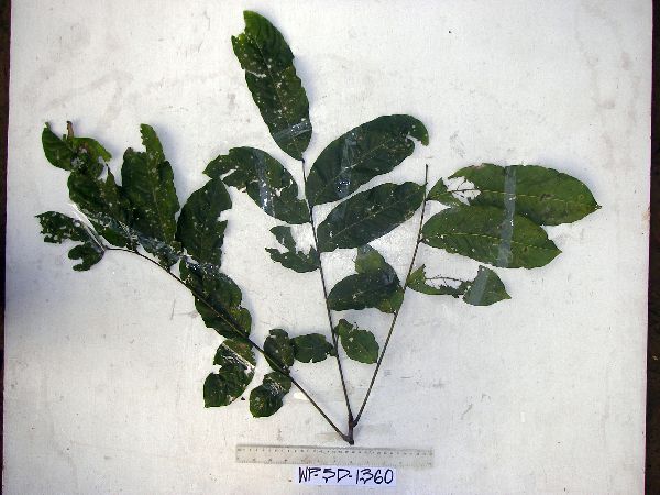 Harpullia arborea image