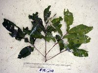 Image of Mischocarpus largifolius