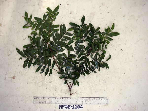 Dictyoneura image