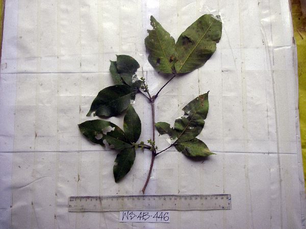 Melicope elleryana image