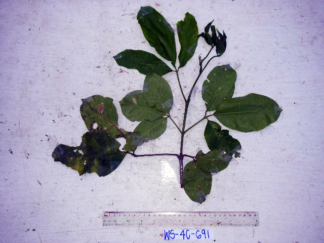 Melicope elleryana image