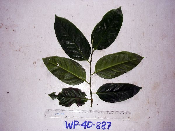 Medusanthera laxiflora image