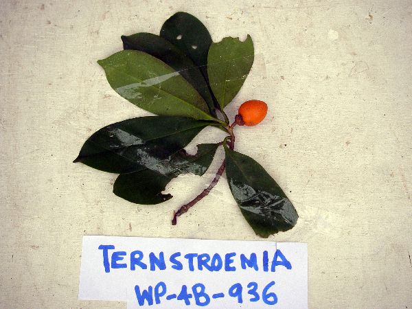 Ternstroemia image