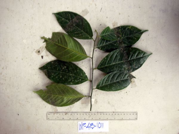 Stemonuraceae image