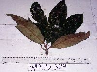 Image of Palaquium supfianum