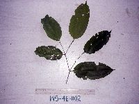 Image of Celtis latifolia