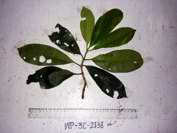 Ternstroemia cherryi image
